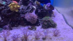 Светильник для аквариума | Заводские настройки