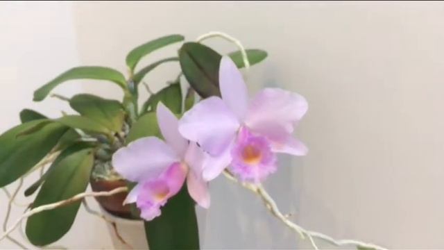 Laelia Alaorii And Cattleya Memoria Alberto Wenzel Blooming :)