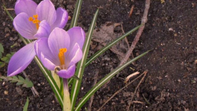 Весняні квіти Нової Дарниці смотреть онлайн
