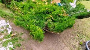Формирую разросшийся, большой можжевельник.
