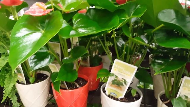 Best care for the Anthurium Plant | Donna Joshi смотреть онлайн