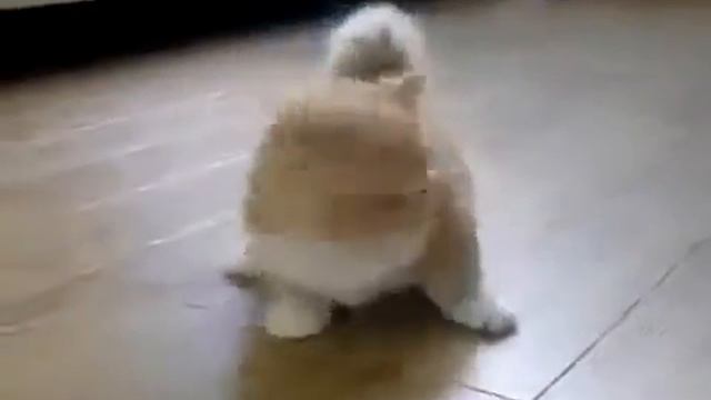 Котенок с короткими лапами Funny Cat Game смотреть онлайн