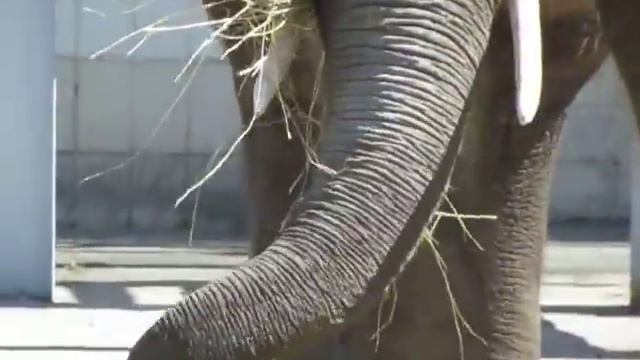 Слон ест. Застряла еда в бивнях. Киевский зоопарк. смотреть онлайн