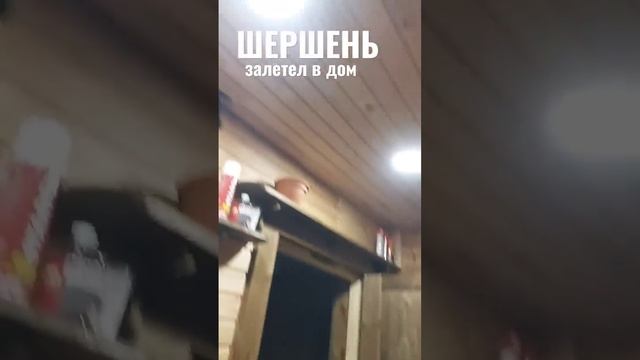 Что делать, если ШЕРШЕНЬ залетел в дом? Обычно он влетает на свет. Выманить назад с помощью света. смотреть онлайн