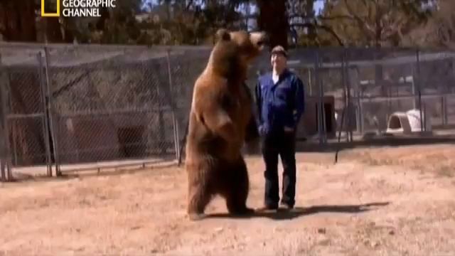 Медведь напал на человека1 смотреть онлайн