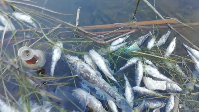 Замор на одном из прудов Монино смотреть онлайн