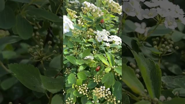 Весна в Краснодаре 2023