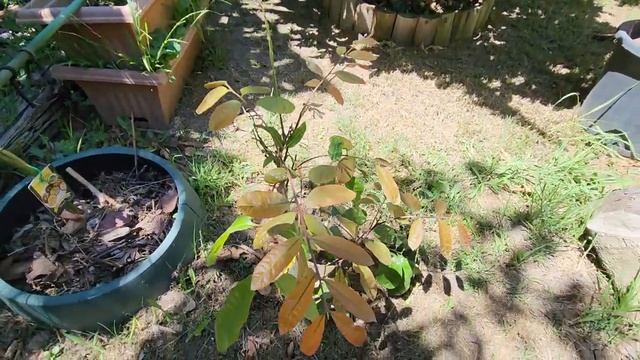 Midsummer Garden Update Jan 2023 - Back Yard смотреть онлайн