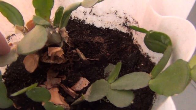 Глоксиния зацвела / Блеск для листьев на 2 мин 30 сек смотреть онлайн