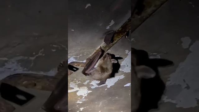 летучая мышь в подвале дома смотреть онлайн