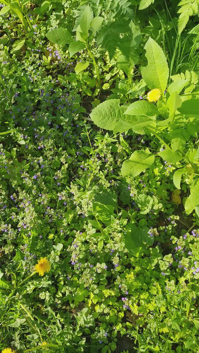 Природа, момент 2024-05-24 в 17-38-44