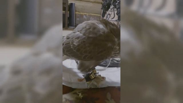 СОКОЛ Балобан делает ХВАТЬ и КУСЬ / Птица с Характером / Крик сокола смотреть онлайн