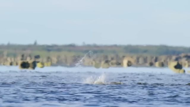 When an Orca Meets a Hungry Polar Bear смотреть онлайн