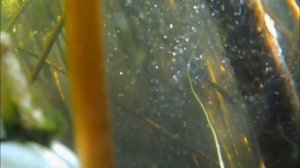 Подводная охота, река Воронеж