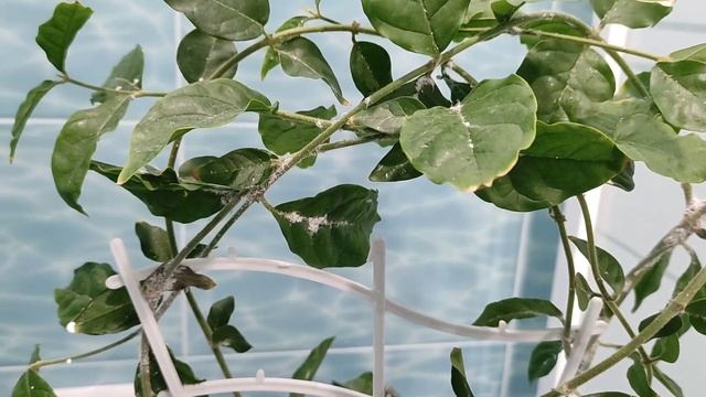 Мучнистый червец на комнатных растениях смотреть онлайн