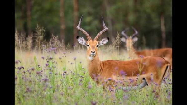 Виды антилоп