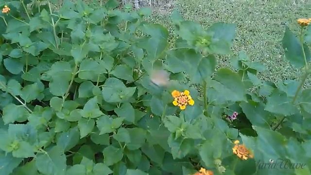 Птица колибри. Самая маленькая птица смотреть онлайн