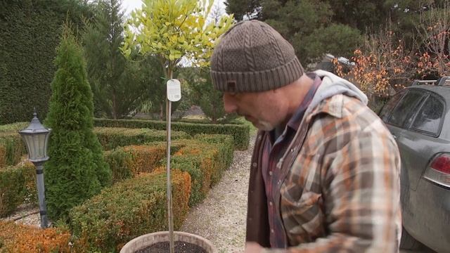 Why You Should Liquid Feed Pot Plants смотреть онлайн
