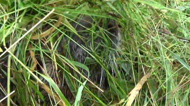 Нутрии (Myocastor coypus) смотреть онлайн