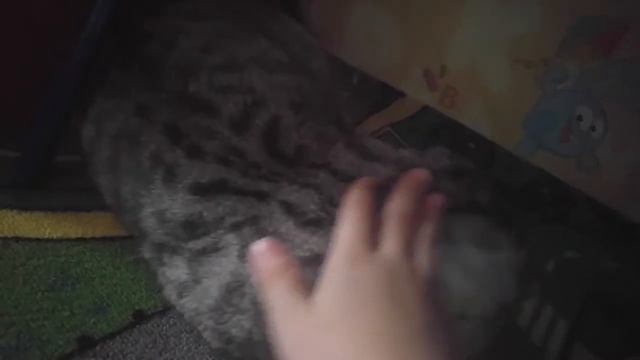 У меня есть кошка не знали ? смотреть онлайн