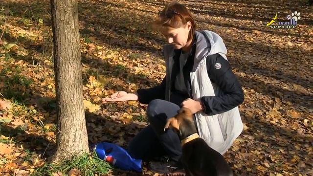 Дрессировка щенка, наведение и наталкивание, + положительное подкрепление, упражнение обход смотреть онлайн