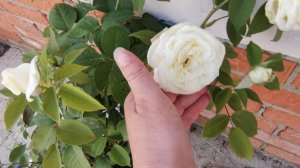 роза Жанна Моро из питомника Марии Харченко