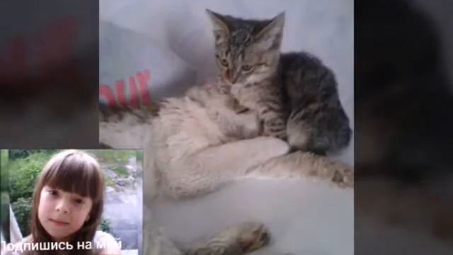 Фото разных животных