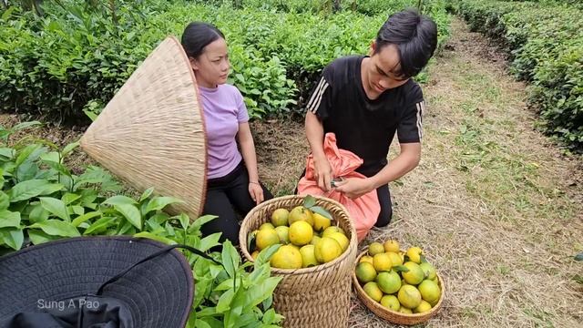 Harvesting Sweet Oranges: Making Water Bridges, Cherishing Moments with Grandfather | Sung A Pao смотреть онлайн