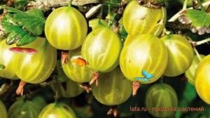 Крыжовник обыкновенный Берилл (berill) ? обзор: как сажать, саженцы крыжовника Берилл