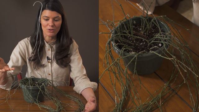 Cynanchum Marnierianum (Bundle Of Sticks) Houseplant Care — 149 Of 365