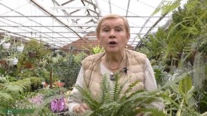 Нефролепис (Nephrolepis) — виды и уход.