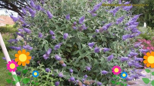 Буддлея давида Лочинч. Краткий обзор, описание характеристик buddleja davidii Lochinch смотреть онлайн