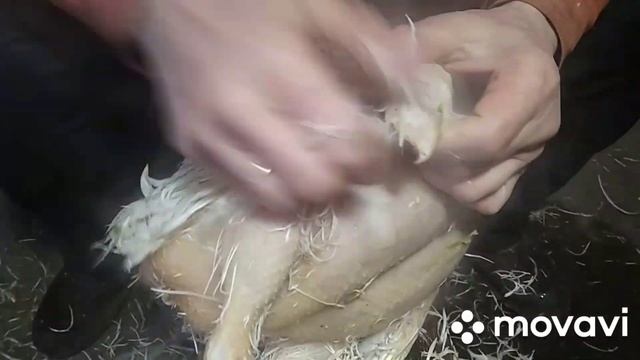 Как ощипать крупного бройлера в ручную, за пять минут!!! смотреть онлайн