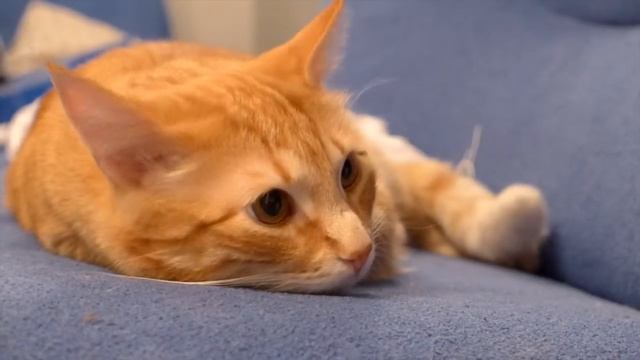 leica d-lux 6 video test смотреть онлайн