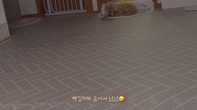 SUB)vlog?주먹밥에 짜장라면 만들어먹고? 동물병원 다녀오기?, 강아지 간식만들고 규동과 새우까스 만들어먹기?, 군만두랑 누들떡볶이 해먹는 일상 смотреть онлайн