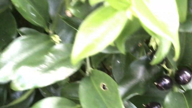 Sarcocoque à feuilles de ruscus 'Sarcococca ruscifolia' Parfum sucré et vanillé смотреть онлайн