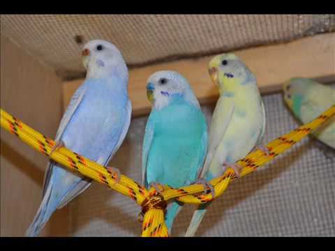 Пение волнистых попугаев 1 час. смотреть онлайн