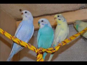 Пение волнистых попугаев 1 час.