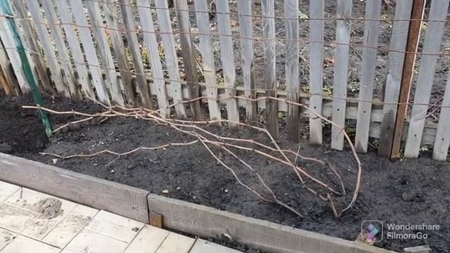 121. Виноград укрыл. Шалаш для роз установил..mp4 смотреть онлайн