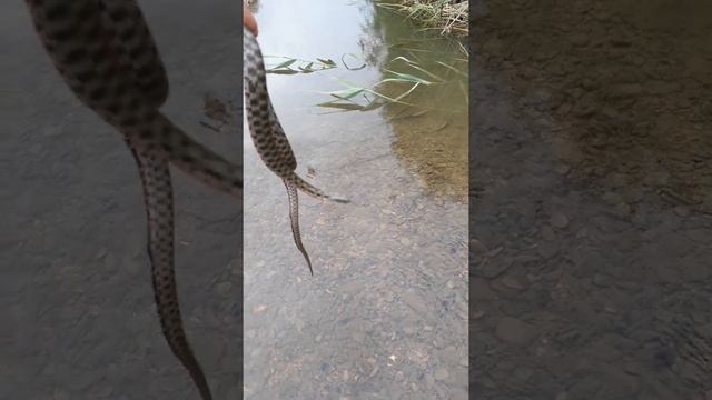 Змея, водяной уж, не ядовитая змея.в народе шахматная змея смотреть онлайн
