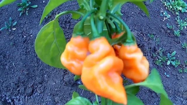 Habanero Adalberto - Сорт перца Хабанеро смотреть онлайн