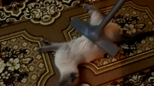 Чистка кота пылесосом смотреть онлайн