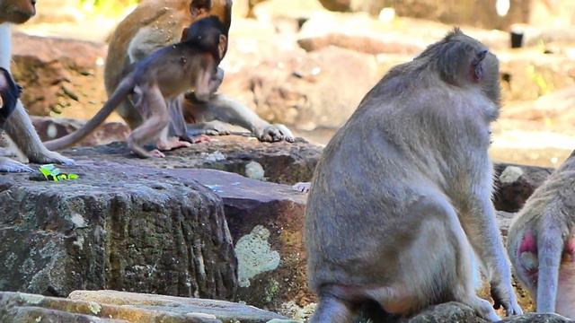 Poor Little Baby Monkey Hurt By Rose Monkey Drag Follow Step Walk