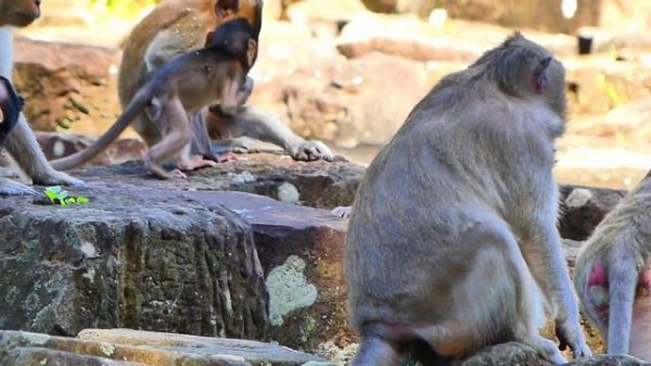 Poor little baby monkey hurt by Rose monkey drag follow step walk