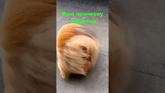 Собаке испортили прическу