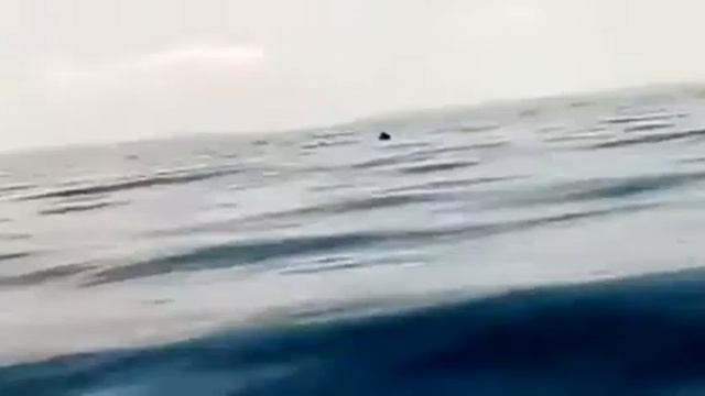 Чудо-юдо, рыба-кит. смотреть онлайн