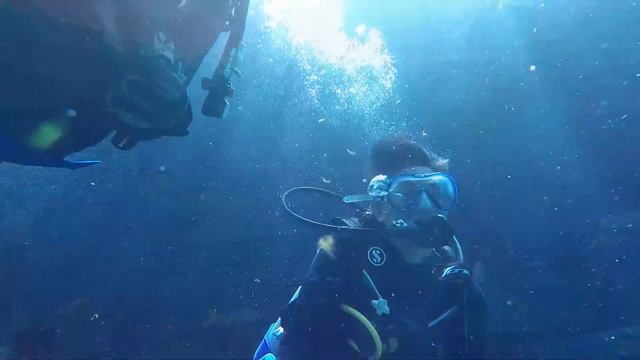 Shark Lagoon Dive (atlantis palm jumeira) смотреть онлайн