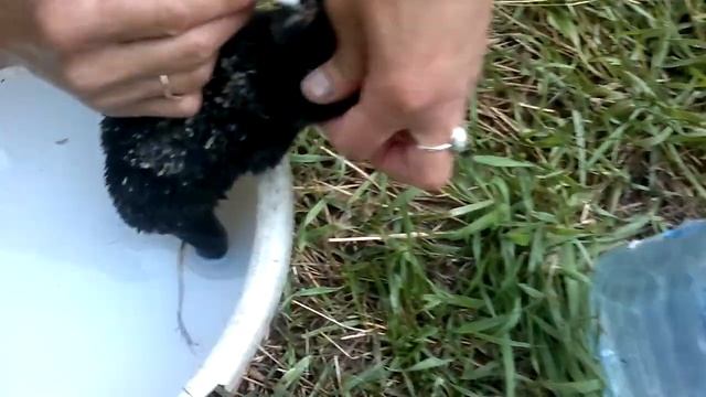 Бедные малыши! смотреть онлайн