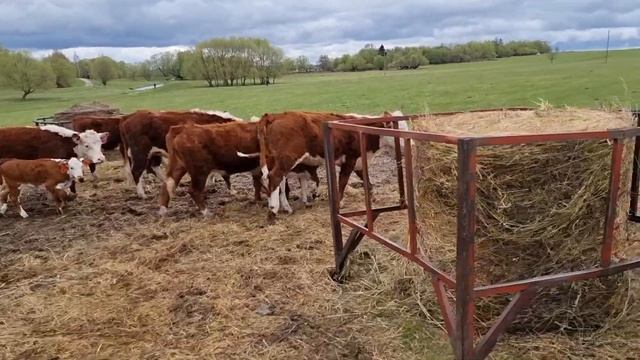 УКРОЩЕНИЕ СТРОПТИВОЙ ТЕЛКИ, вынужденные Гонки на квадроциклах... 1-е Мая в кфх Дик. смотреть онлайн