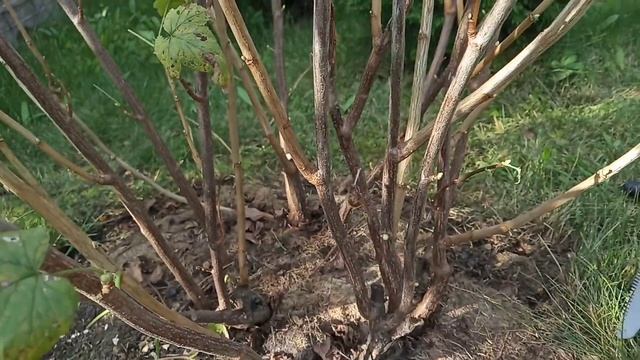 Как обрезать черную смородину смотреть онлайн